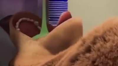 shrek