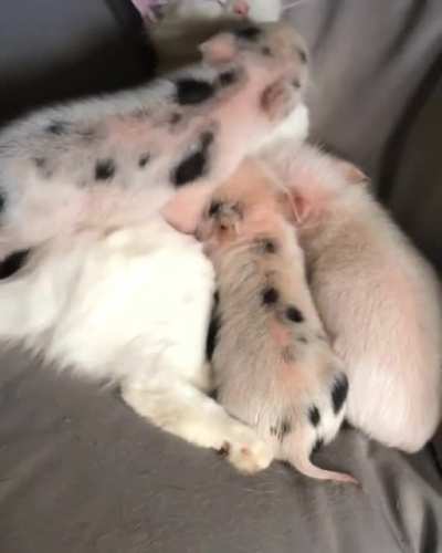 Kitlets?
