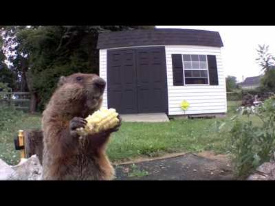 Chonk the Groundhog