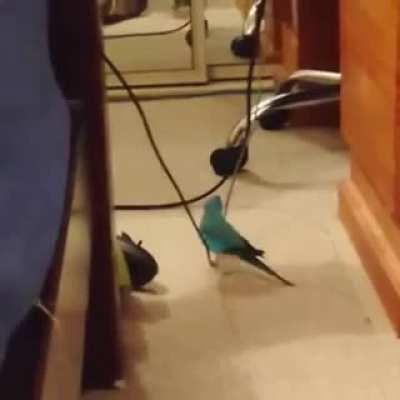 Birdy faceplant