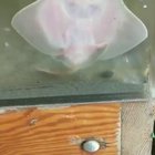 Baby stingray wiggles his toes