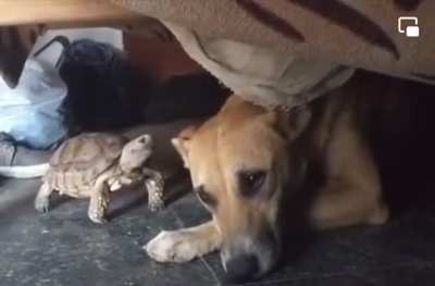 Everyone's heard of the tortoise and the hare; what about the turtle & the hound?