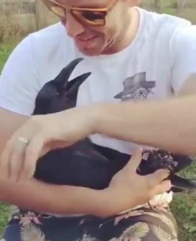 Необычный кот