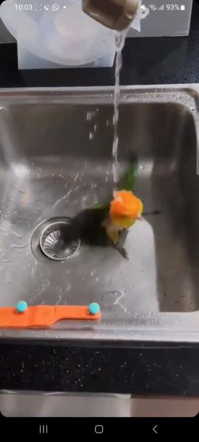 Bird bath exposed
