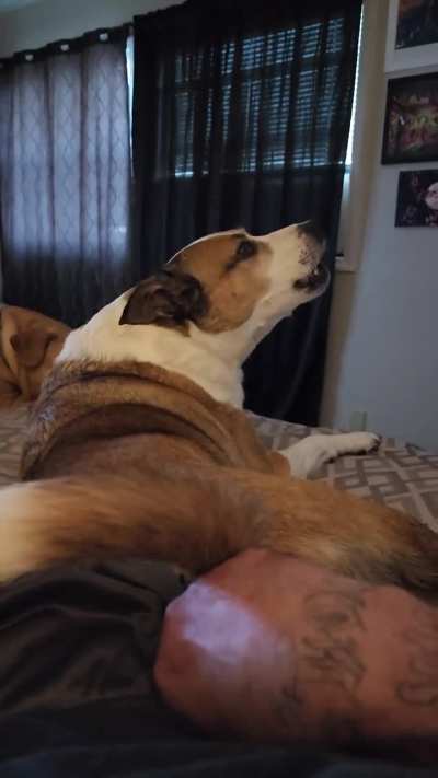 A rare awooo