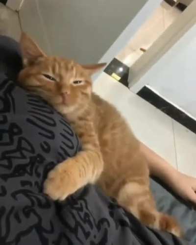 True love of a pet