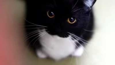 Awww, what a cute kitty!
