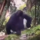 Udyr after being almost the same for 10 years