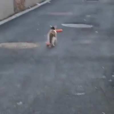 I'm a cat burgler meow!