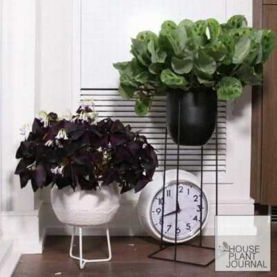 Plants Time lapse