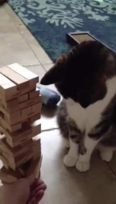 Playing Jenga with a cat