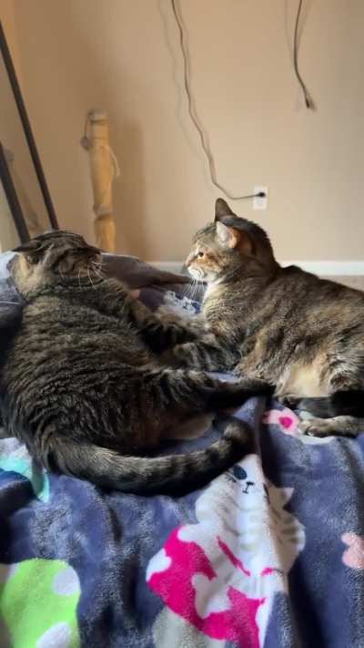 Another day, another cuddle session that ends in violence.