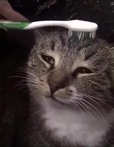 If you get a wet toothbrush and pet a cat it, it supposedly reminds them getting clean by their mother