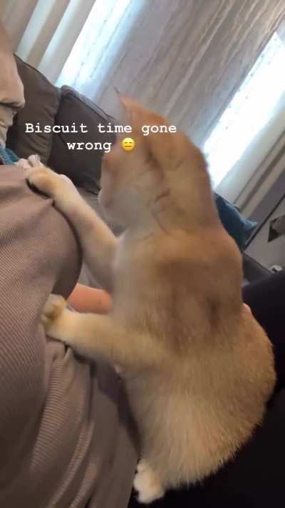 What the cat doin