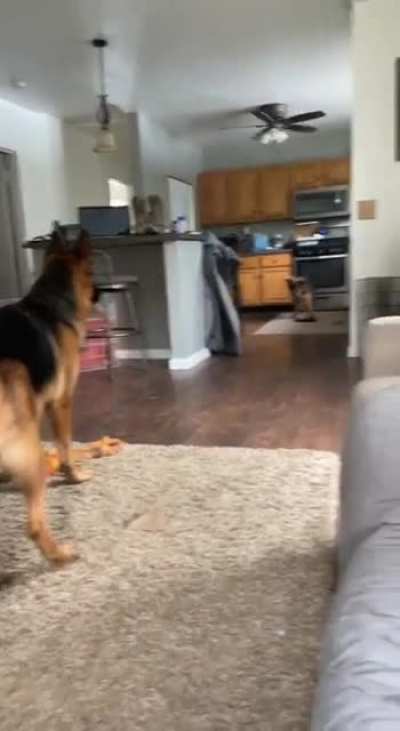 It's high noon in Dogville...