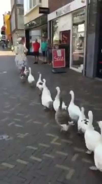 Paradebirbs