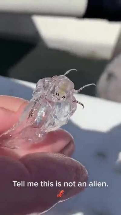 Transparent sea creature found by fishermen. What kind of fish is this