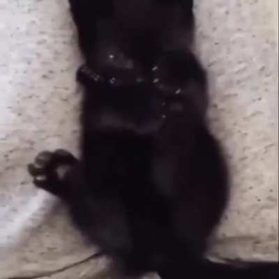 Kitty realising she has more than one paw.