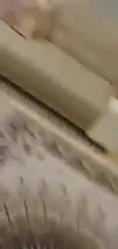 Israeli mobs and police try to break into a Palestinian family’s home in Haifa. This is the terror Palestinians are facing right now under the Israeli state.