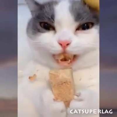 MEOW_IRL