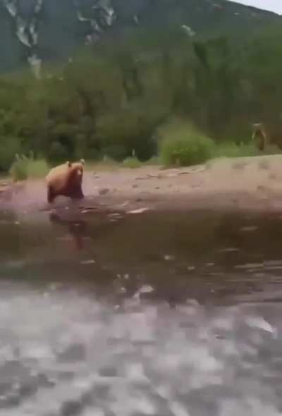 Terrifying Grizzly bear goes into bezerk mode, and almost catches up to speeding boat scaring the crap out tourists.