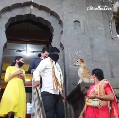 Dog giving his blessing outside of temple