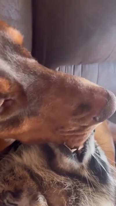 Bitey boi gnawing on his friend