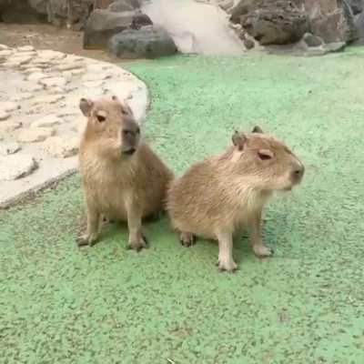 Baby Capybara Sounds