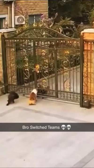 Bro switched teams