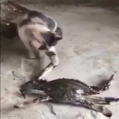 🐱🦀