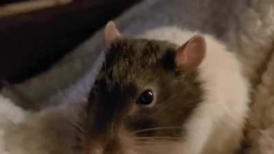 One minuet and five seconds of Mr Pickles eating a tortilla chip