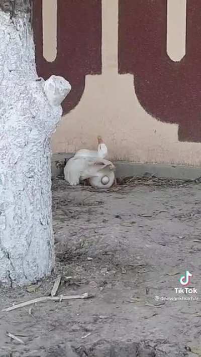 How did she do that
