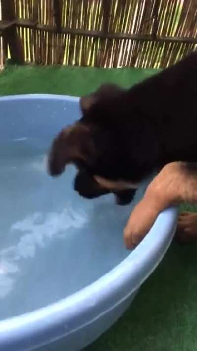 Confused waterdog
