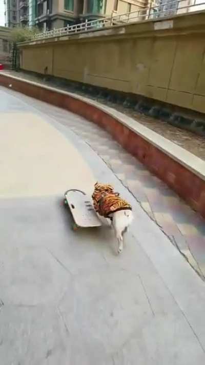 What’s more impressive, The dog or the thousand hours of training this took?
