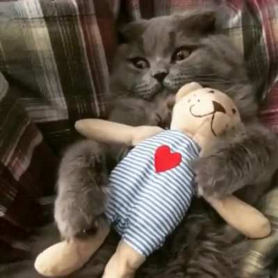 Котик