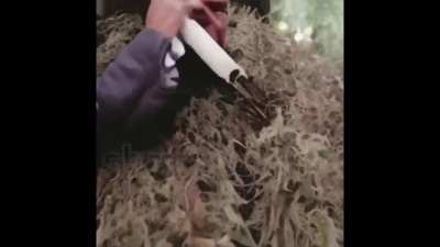 Weed Amazon