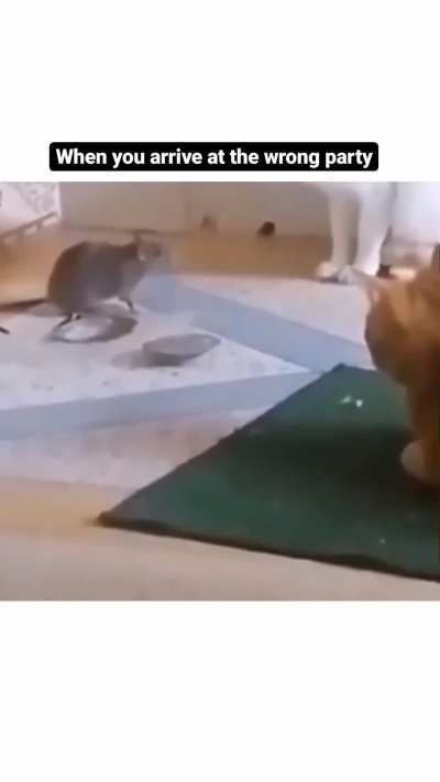 The rat was speechless 