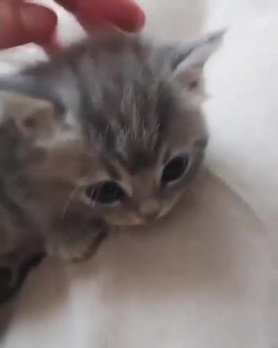 🐈