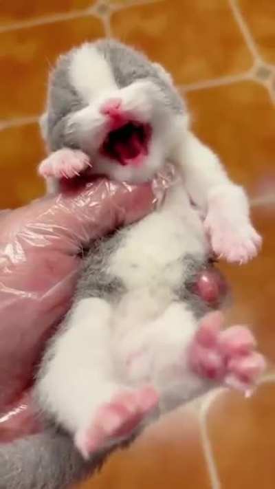 A flea