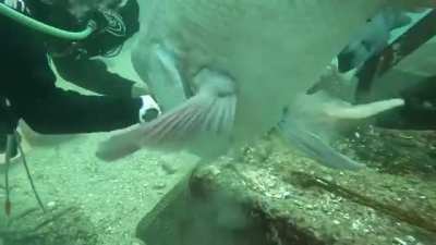 Hammerhead
