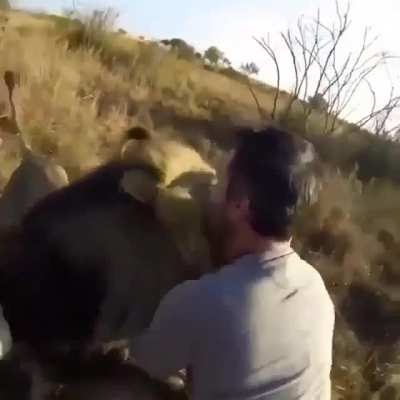 🔥 A Lion recognising his dad, The Lion Whisperer