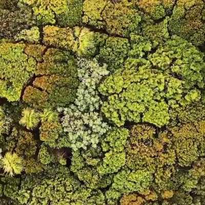 Forest from the sky