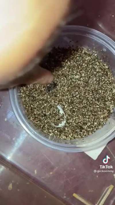 Mystery egg
