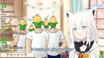 Fox Roll'd