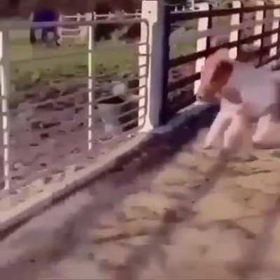 Mini horse