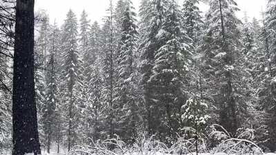 A quiet moment in the forest with the snow falling
