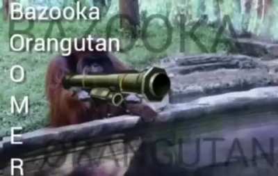Boomer monke
