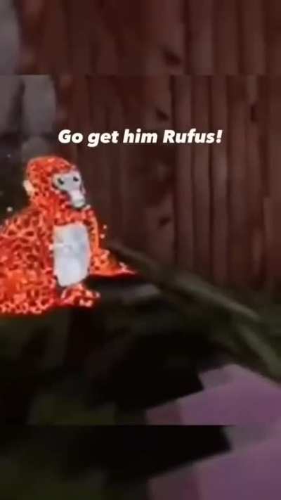 Go get him Rufus!