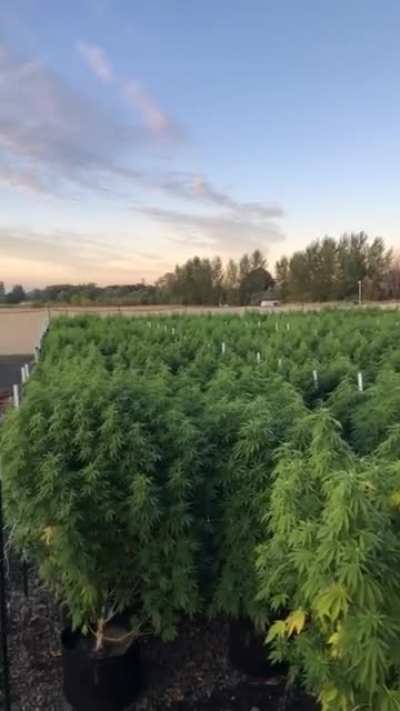 Field of Dreams