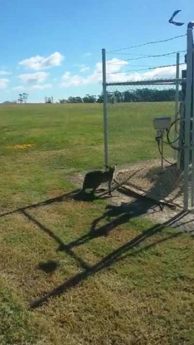 Kangaroos are idiots